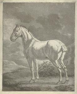Cavallo bianco in un prato da Tethart Philip Christian Haag