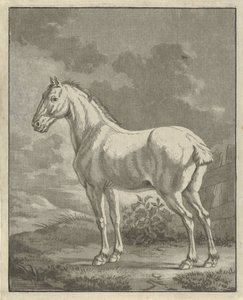 Cavallo bianco in un prato da Tethart Philip Christian Haag