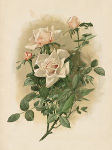 Duchessa di Vallombrosa Rose
