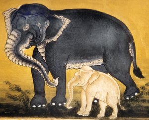 Elefante e vitello, pagina di un manoscritto sull