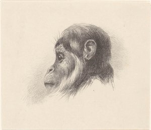 Testa di scimmia