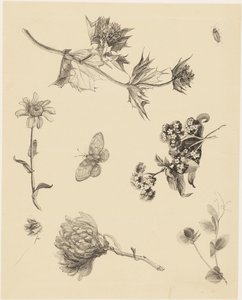Fiori e foglie