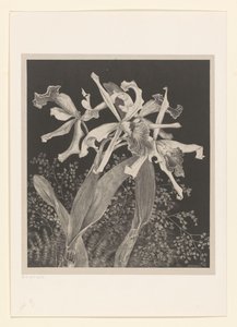 Orchidee da Theo van Hoytema
