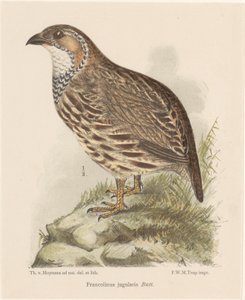 Pernice (francolinus jugularis) da Theo van Hoytema