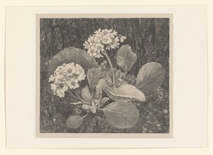 Primula nel muschio da Theo van Hoytema