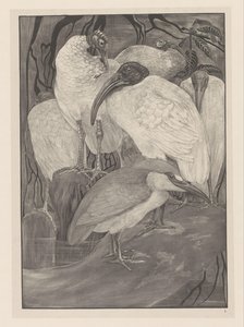 Cinque ibis e un airone