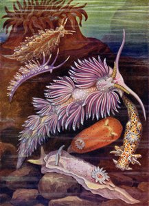 Lumache di mare