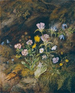 Flora alpina