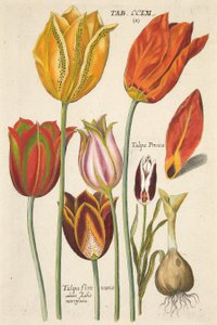 Tulipani. Da Florilegium novum, hoc est Variorum Maximeque Radiorum Florum ac Plantorum