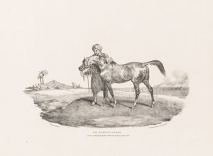 Un cavallo arabo