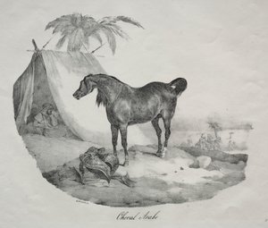 Cavallo arabo da Theodore Gericault