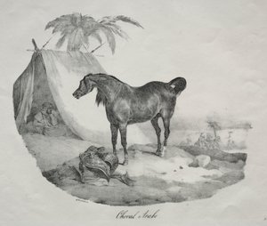 Cavallo arabo da Theodore Gericault