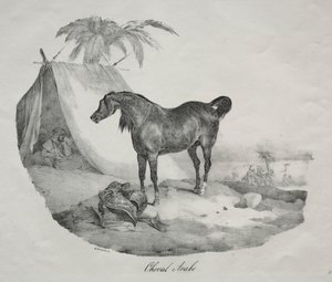 Cavallo arabo da Theodore Gericault