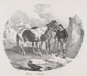 Cavalli dell