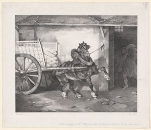 Il cavallo dell