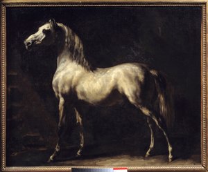 Studio di un cavallo