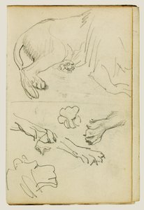 Vari studi di zampe, zampe e testa di leone da Theodore Gericault