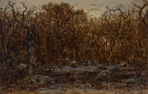 Foresta al tramonto in inverno