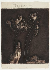 Ultimi papaveri da Theodore Roussel