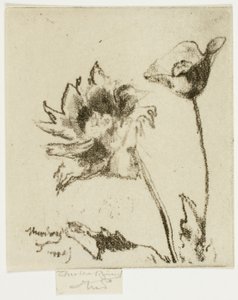Due fiori