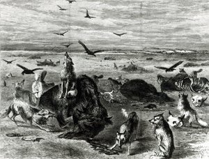 Massacro di bufali nelle pianure, da Harpers Weekly 1872