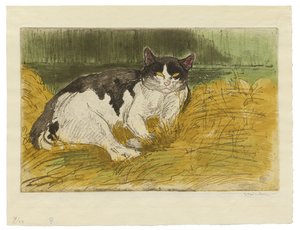 Vecchio gatto bianco e nero nell
