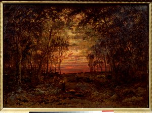 Tramonto nella foresta