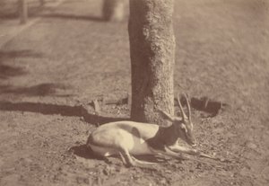 [Gazzella sdraiata contro un albero]