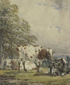 Studio di bovini, XIX secolo