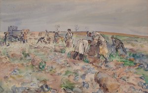 Nel campo di patate