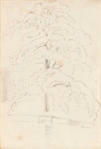 Studio di un albero sull