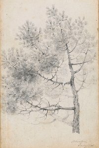 Studio di un pino a Merton (recto) da Thomas Baxter