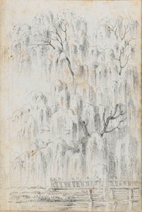 Studio di un albero che si protende sull