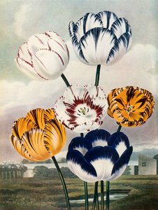Tulipani, c. 1802-1821, 1948 da Thomas Baxter