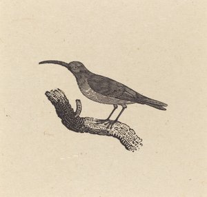 Un uccello da Thomas Bewick