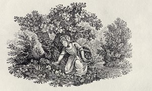 Una ragazza che raccoglie fiori da 