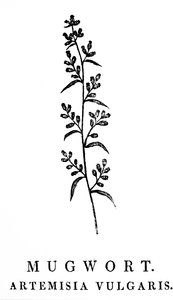 Incisione su legno raffigurante un rametto di Artemisia, una specie di piante aromatiche del genere Artemisia. Incisione su legno di Thomas Bewick (1753-1828), incisore inglese e autore di storia naturale