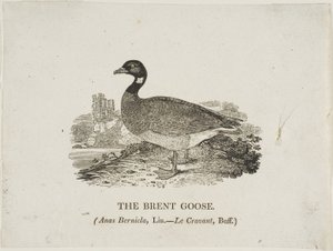 Oca di Brent da Thomas Bewick