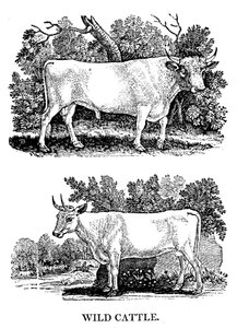 Bovini selvatici o da parco britannici, 1790 da Thomas Bewick