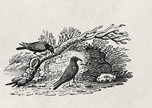 Corvi (Corvus corone corone) da 