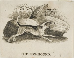 Segugio da Thomas Bewick