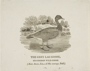 Oca grigia Lag