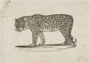 Leopardo da Thomas Bewick