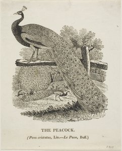 Pavone