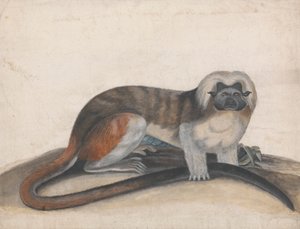 Studio per "Il Pinche o Scimmia dalla Coda Rossa" (precedentemente il Marmoset Cottenhead) da Thomas Bewick