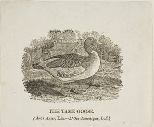 Oca domata