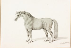 Il cavallo nero