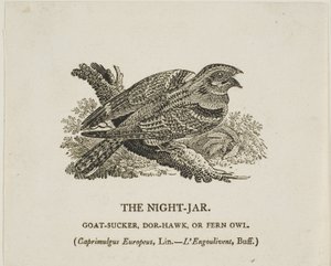 Il vaso da notte da Thomas Bewick