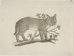 Il servalo da Thomas Bewick