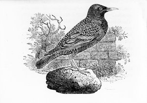 Lo Storno, illustrazione da 